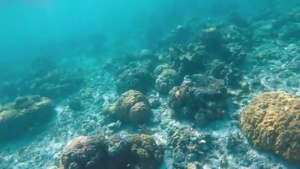 Esnórquel Entre Arrecifes Tropicales Vibrantes Pastos Marinos Balanceándose Frente Costa — Vídeos de Stock