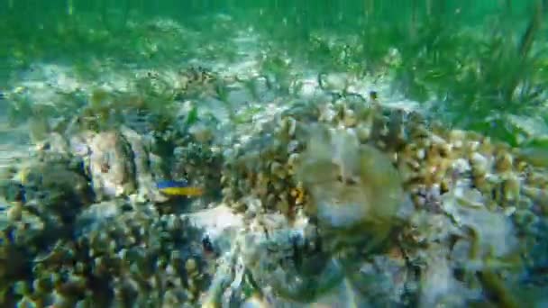 활기찬 사이에서 스노클링과 필리핀 해안에서 바다표범을 흔들어 크리스탈 깨끗한 다채로운 — 비디오