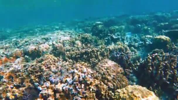 Esnórquel Entre Arrecifes Tropicales Vibrantes Pastos Marinos Balanceándose Frente Costa — Vídeo de stock