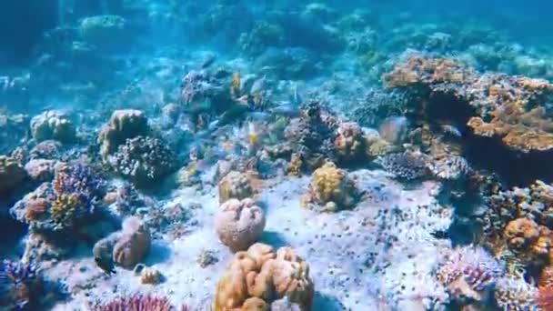 Šnorchlování Mezi Pulzujícími Tropickými Útesy Kolébání Mořských Řas Pobřeží Filipín — Stock video