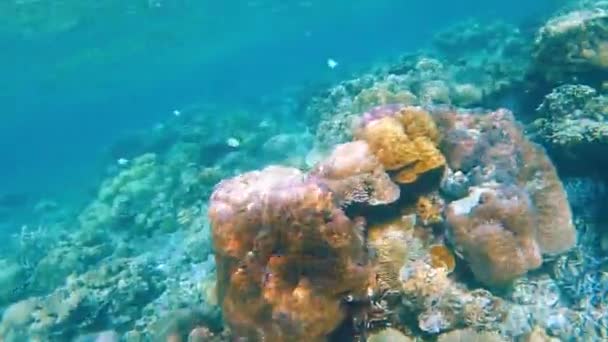 Canlı Tropikal Resifler Filipinler Açıklarında Sallanan Martılar Arasında Şnorkelle Yüzmek — Stok video