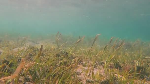 在生机勃勃的热带珊瑚礁中潜水 在菲律宾海岸外摇曳着海草 清澈的海水和五彩斑斓的海洋生物 — 图库视频影像