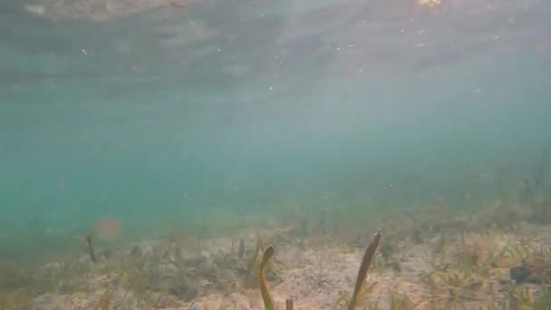 Canlı Tropikal Resifler Filipinler Açıklarında Sallanan Martılar Arasında Şnorkelle Yüzmek — Stok video