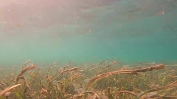 Snorkelling Vibrant Tropical Reefs Swaying Seagrasses Coast Philippines Crystal Clear — Stock Video