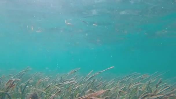 Plongée Avec Tuba Parmi Les Récifs Tropicaux Animés Les Prairies — Video
