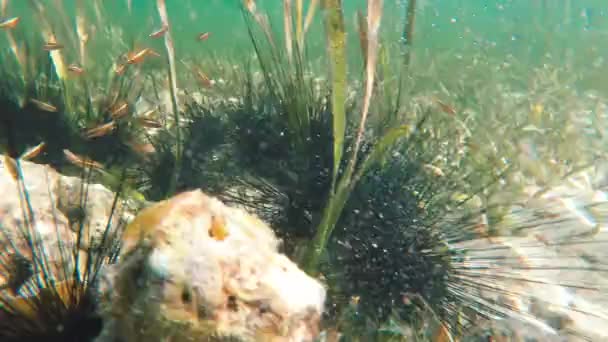 Snorkeling Tra Vivaci Scogliere Tropicali Ondeggianti Alghe Largo Delle Coste — Video Stock