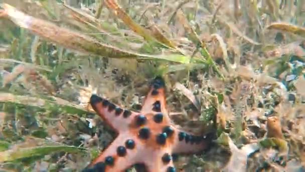 Schnorcheln Zwischen Pulsierenden Tropischen Riffen Und Schwankenden Seegraswiesen Vor Der — Stockvideo