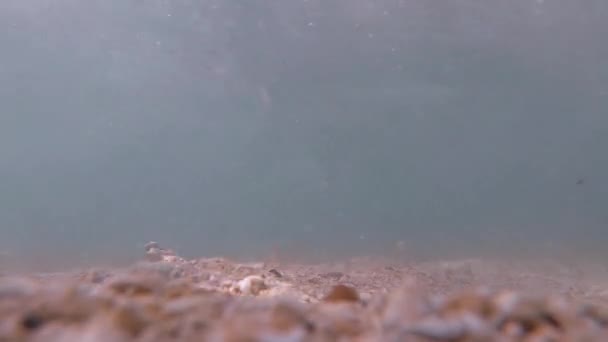 在生机勃勃的热带珊瑚礁中潜水 在菲律宾海岸外摇曳着海草 清澈的海水和五彩斑斓的海洋生物 — 图库视频影像
