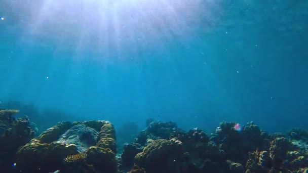 活気に満ちた熱帯サンゴとフィリピンの海岸から海草を揺るがすスノーケリング クリスタルクリア水とカラフルな海洋生物 — ストック動画