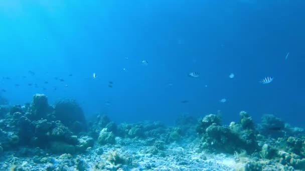在生机勃勃的热带珊瑚礁中潜水 在菲律宾海岸外摇曳着海草 清澈的海水和五彩斑斓的海洋生物 — 图库视频影像