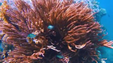 Canlı tropikal resifler ve Filipinler açıklarında sallanan martılar arasında şnorkel. Kristal berrak sular ve renkli deniz yaşamı. 4k Gopro