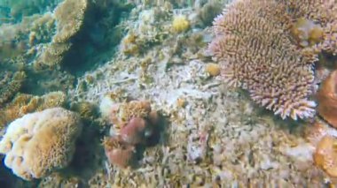 Canlı tropikal resifler ve Filipinler açıklarında sallanan martılar arasında şnorkel. Kristal berrak sular ve renkli deniz yaşamı. 4k Gopro