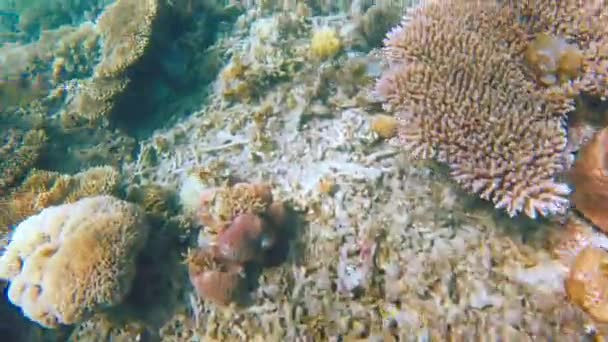 Canlı Tropikal Resifler Filipinler Açıklarında Sallanan Martılar Arasında Şnorkel Kristal — Stok video