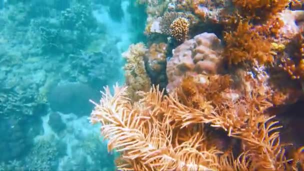 在生机勃勃的热带珊瑚礁和在菲律宾海岸外摇曳的海草群中潜水 清澈的海水和五彩斑斓的海洋生物 Gopro — 图库视频影像