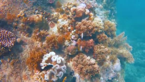 活気に満ちた熱帯のサンゴとフィリピンの海岸から海草を揺るがすシュノーケル クリスタルクリアな水とカラフルな海洋生物 ゴプロ — ストック動画