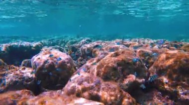 Canlı tropikal resifler ve Filipinler açıklarında sallanan martılar arasında şnorkel. Kristal berrak sular ve renkli deniz yaşamı. 4k Gopro