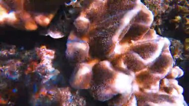 Canlı tropikal resifler ve Filipinler açıklarında sallanan martılar arasında şnorkel. Kristal berrak sular ve renkli deniz yaşamı. 4k Gopro