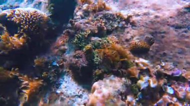 Canlı tropikal resifler ve Filipinler açıklarında sallanan martılar arasında şnorkel. Kristal berrak sular ve renkli deniz yaşamı. 4k Gopro