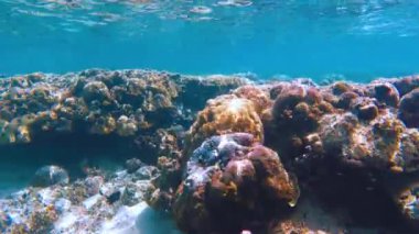 Canlı tropikal resifler ve Filipinler açıklarında sallanan martılar arasında şnorkel. Kristal berrak sular ve renkli deniz yaşamı. 4k Gopro