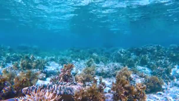 Fate Snorkeling Tra Vivaci Scogliere Tropicali Ondeggianti Alghe Largo Delle — Video Stock