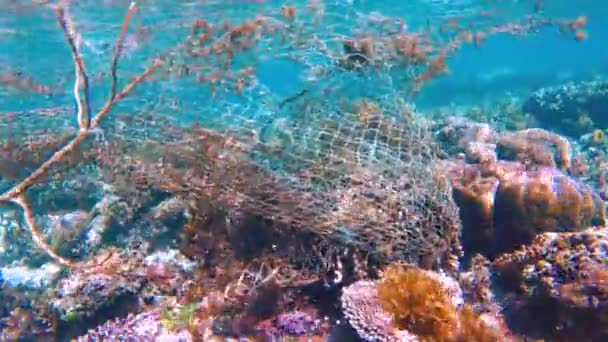 Canlı Tropikal Resifler Filipinler Açıklarında Sallanan Martılar Arasında Şnorkel Kristal — Stok video