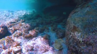 Canlı tropikal resifler ve Filipinler açıklarında sallanan martılar arasında şnorkel. Kristal berrak sular ve renkli deniz yaşamı. 4k Gopro