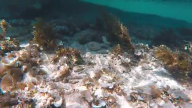 Canlı tropikal resifler ve Filipinler açıklarında sallanan martılar arasında şnorkel. Kristal berrak sular ve renkli deniz yaşamı. 4k Gopro