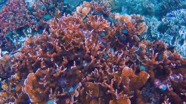 Canlı tropikal resifler ve Filipinler açıklarında sallanan martılar arasında şnorkel. Kristal berrak sular ve renkli deniz yaşamı. 4k Gopro