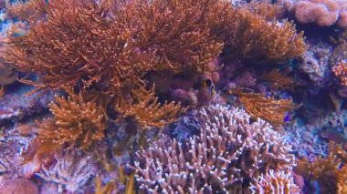 Canlı tropikal resifler ve Filipinler açıklarında sallanan martılar arasında şnorkel. Kristal berrak sular ve renkli deniz yaşamı. 4k Gopro