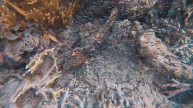 Canlı tropikal resifler ve Filipinler açıklarında sallanan martılar arasında şnorkel. Kristal berrak sular ve renkli deniz yaşamı. 4k Gopro