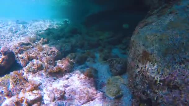 Сноркель Среди Оживленных Тропических Рифов Раскачивающихся Чаек Берегов Филиппин Кристально — стоковое видео
