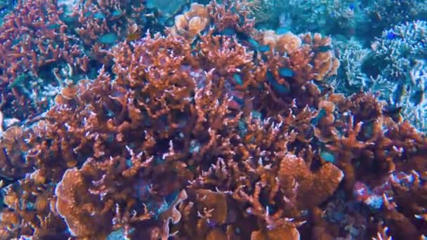 Snorkel Tussen Levendige Tropische Riffen Wuivende Zeegras Voor Kust Van — Stockvideo