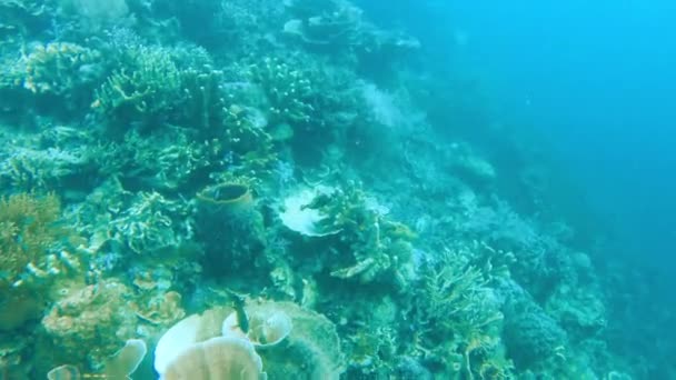 Faites Plongée Avec Tuba Parmi Les Récifs Tropicaux Animés Les — Video