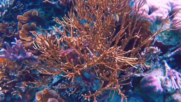 Сноркель Серед Яскравих Тропічних Рифів Морських Птахів Біля Узбережжя Філіппін — стокове відео