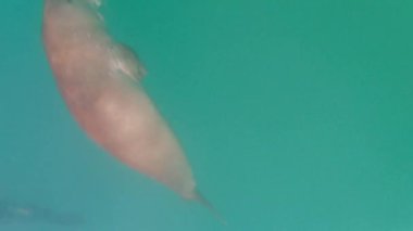 Calauit Ulusal Parkı, Coron, Filipinler 'de Dugonglarla birlikte 4k gopro dalış..