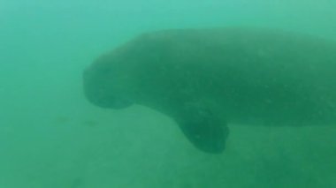 Calauit Ulusal Parkı, Coron, Filipinler 'de Dugonglarla birlikte 4k gopro dalış..