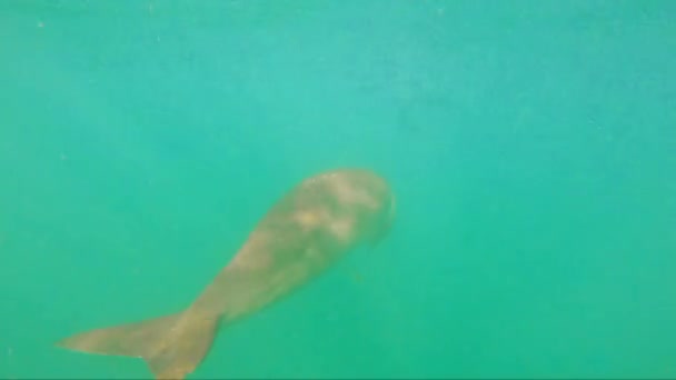 Snorkel Gopro Con Dugongs Medio Aguas Cristalinas Parque Nacional Calauit — Vídeos de Stock