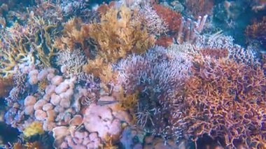 Canlı tropikal resifler ve Filipinler açıklarında sallanan martılar arasında şnorkel. Kristal berrak sular ve renkli deniz yaşamı. 4k Gopro