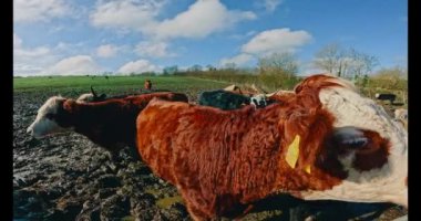 Güneşli bir günde İngiltere 'de samanlarını beslemeyi bekleyen bir çiftlikte sığırlar. 4k gopro görüntüsü.