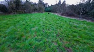 4k gopro görüntüler enerjik Border Collies ormanlık alandan hızla geçiyor. Oyun oynuyorlar ve akıllarını çalıştırıyorlar. Düşük izleme eylemi videosu. 