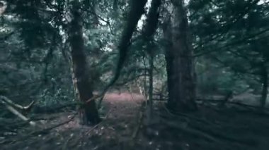 4k gopro görüntüler enerjik Border Collies ormanlık alandan hızla geçiyor. Oyun oynuyorlar ve akıllarını çalıştırıyorlar. Düşük izleme eylemi videosu. 