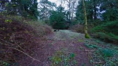 4k gopro görüntüler enerjik Border Collies ormanlık alandan hızla geçiyor. Oyun oynuyorlar ve akıllarını çalıştırıyorlar. Düşük izleme eylemi videosu. 