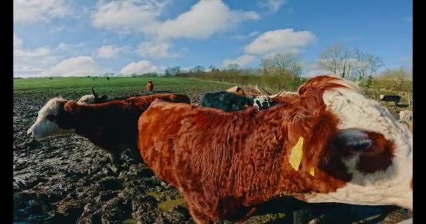 Rundvee Een Boerderij Engeland Een Zonnige Dag Wachtend Hun Hooi — Stockvideo