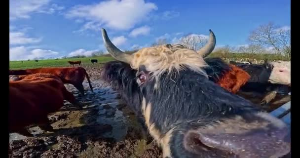 Rinder Auf Einem Bauernhof England Einem Sonnigen Tag Die Darauf — Stockvideo