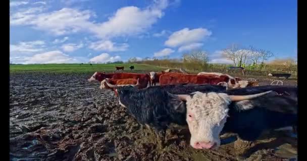Dobytek Farmě Anglii Slunečného Dne Který Čeká Krmení Sena Záběry — Stock video