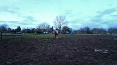 Güneşli bir günde İngiltere 'de samanlarını beslemeyi bekleyen bir çiftlikte sığırlar. 4k gopro görüntüsü.