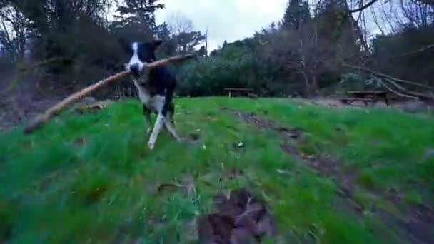 Gopro Footage Energetic Border Collies Dash Woodlands Playing Games Working — Stock Video