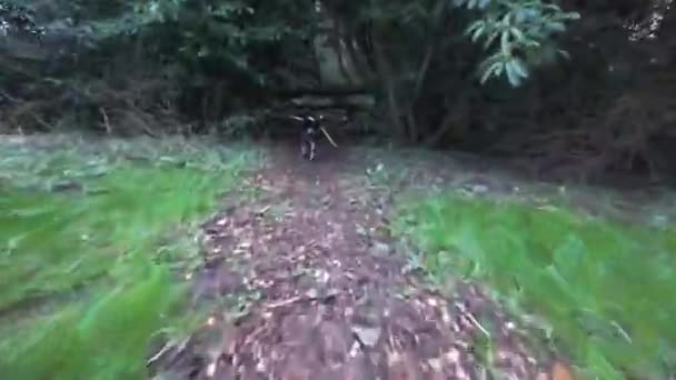Imágenes Gopro Enérgicas Border Collies Corriendo Por Los Bosques Jugando — Vídeo de stock