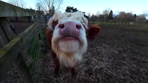 在一个阳光灿烂的日子 在英格兰的一个农场里 牛在等待着喂饱它们的干草 Gopro镜头 — 图库视频影像