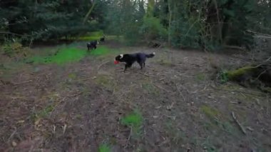 4k gopro görüntüler enerjik Border Collies ormanlık alandan hızla geçiyor. Oyun oynuyorlar ve akıllarını çalıştırıyorlar. Düşük izleme eylemi videosu. 